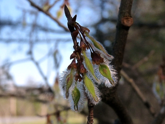 {Ulmus alata}